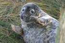 Seal Pup Clapping